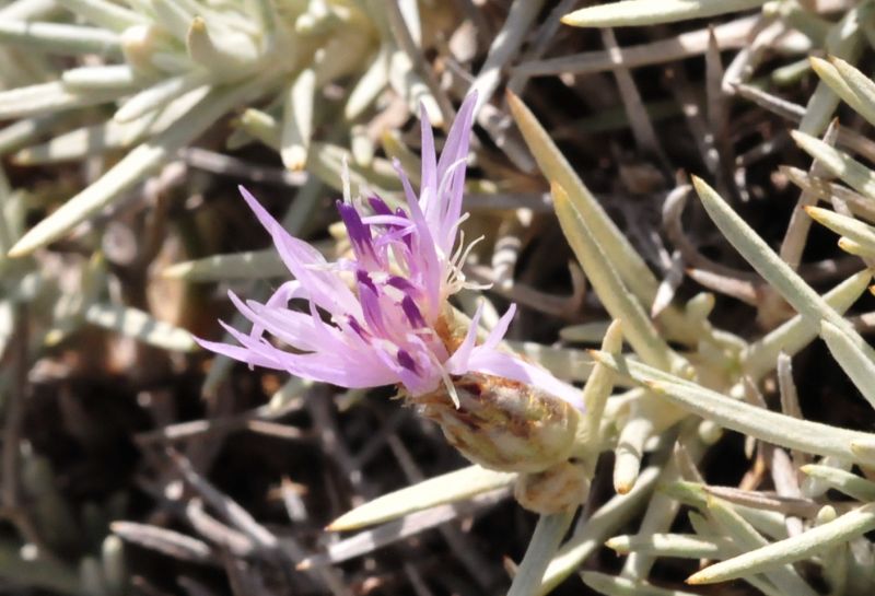 Centaurea horrida / Fiordaliso spinoso